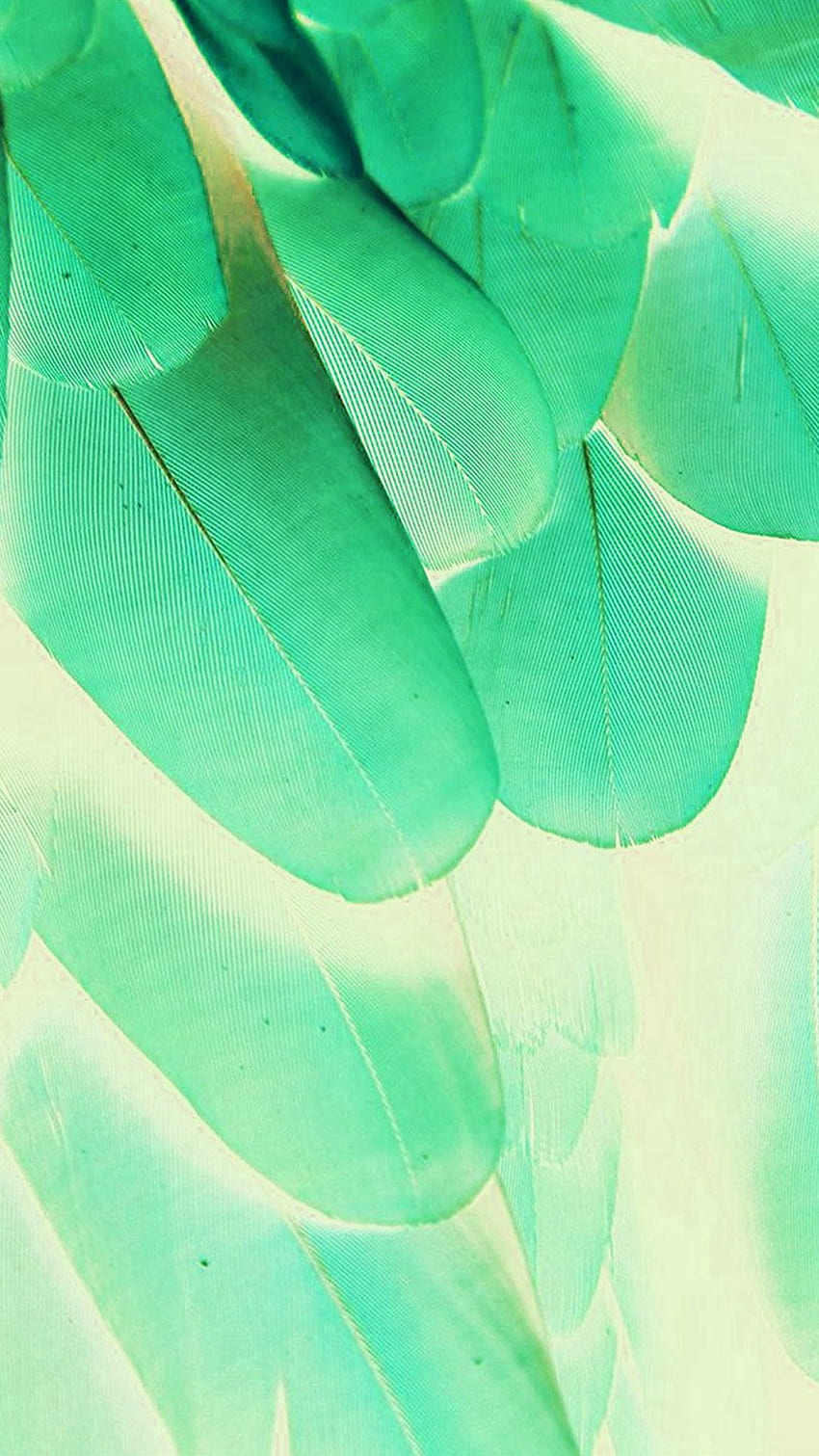 Перо зелено синьо природа текстура животински модел iPhone 6 HD тапет за телефон