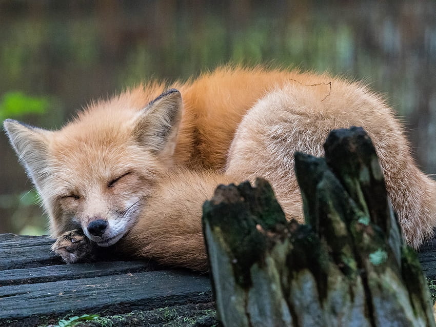 Cute fox sleep , Sleeping Fox HD wallpaper