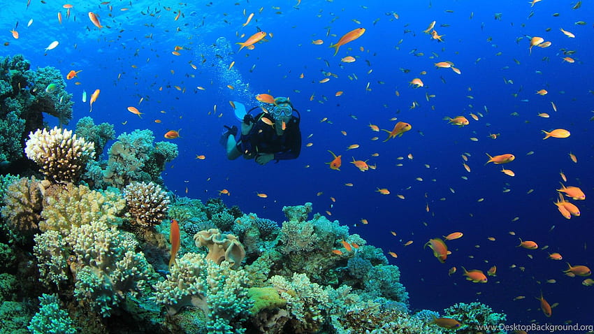 Scuba Diving Diver Ocean Sea Podwodne ryby Tapeta HD