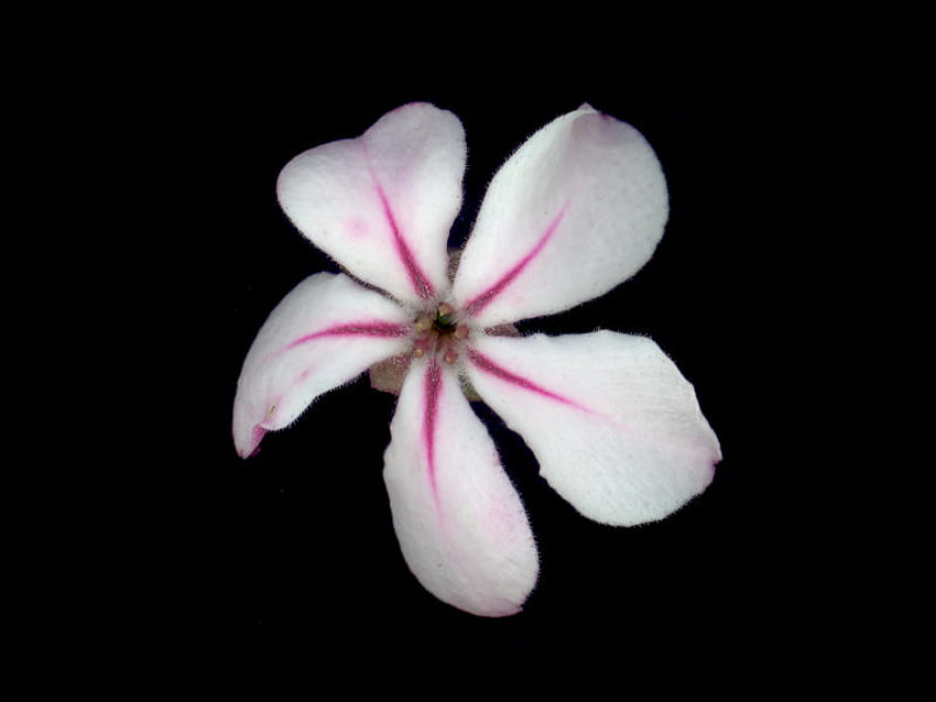5 petaled flower, 5petals, pink, white, black HD wallpaper