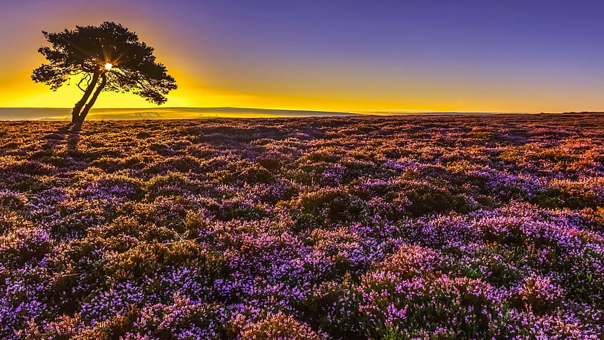 Matahari terbit di North Yorkshire, Taman Nasional North York Moors, Inggris, matahari terbit, tanaman, warna, lanskap, pohon, Inggris, langit Wallpaper HD