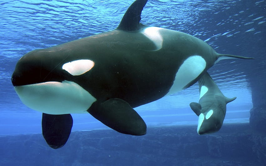 Orcas, Mutter, Kalb, Unterwasser, zusammen HD-Hintergrundbild