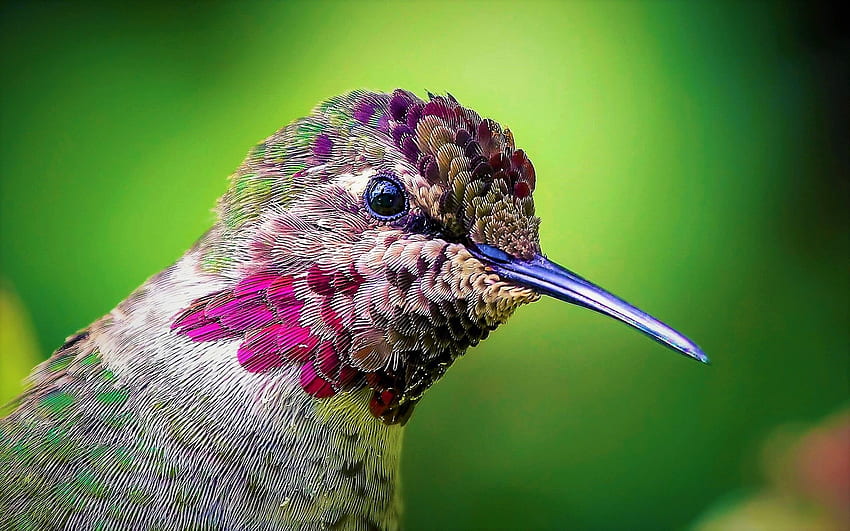 Beija-flor, De perto, Bico, Pequeno Pássaro, Trochilidae papel de parede HD
