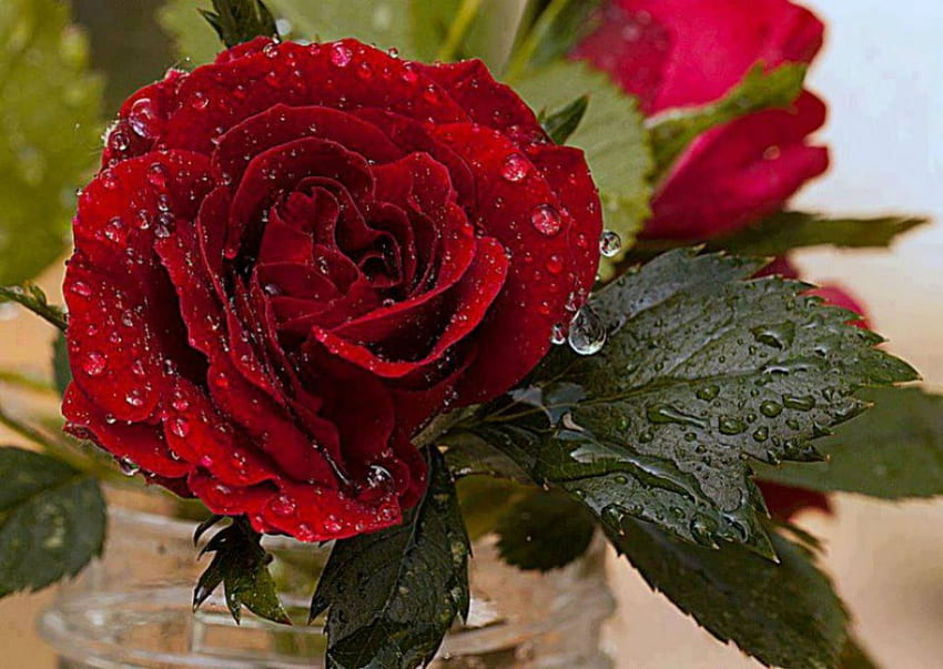❀⊱✿ ✿⊰❀, rose, wet rose, red rose, flower HD wallpaper