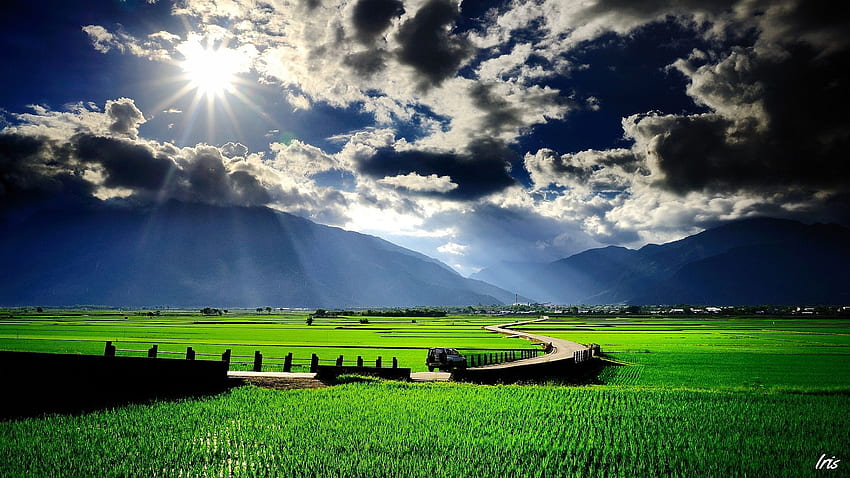 Awesome Asian Paddy Field 4K Ultra HD Mobile Wallpaper