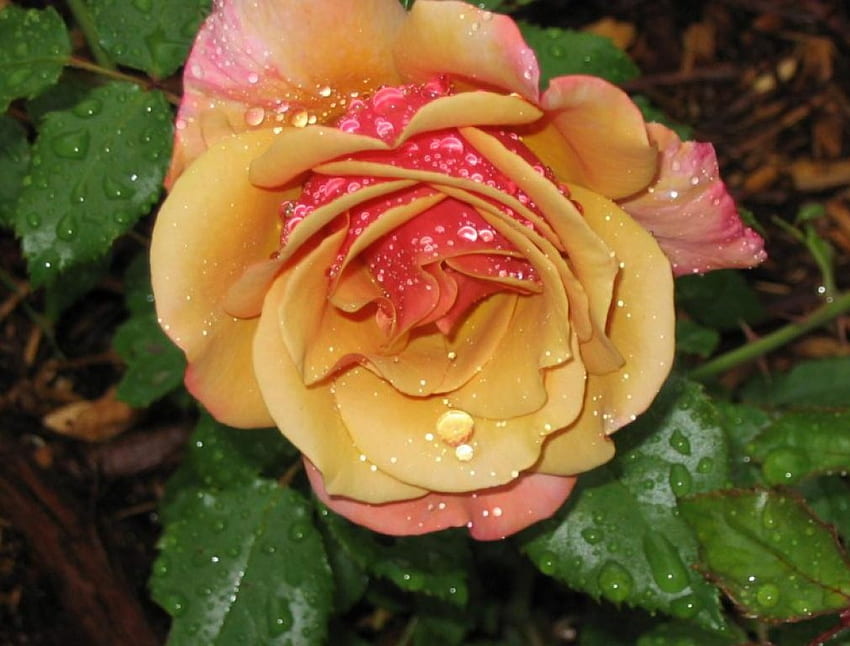 Belle Epoch Rose, роза, belle epoch, дъжд, графика, градина, зеленина HD тапет