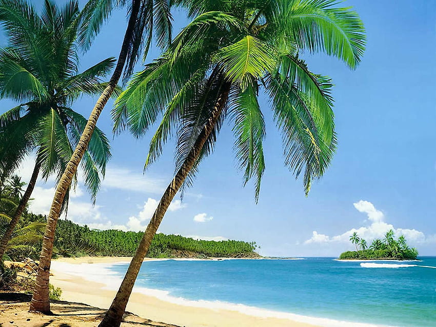 Landscape, Sea, Beach, Palms, Summer HD wallpaper