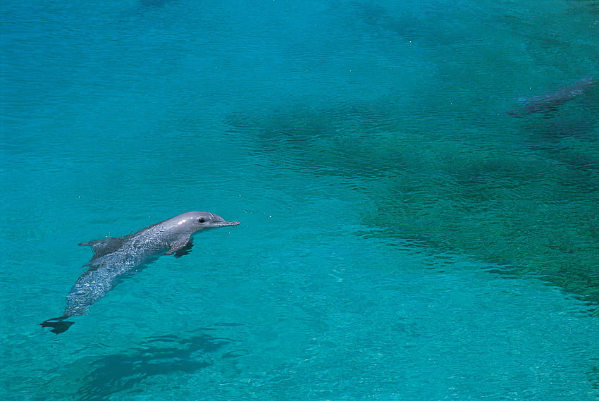 Zwierzęta, pływać, pływać, delfin, płytka woda, płycizna Tapeta HD