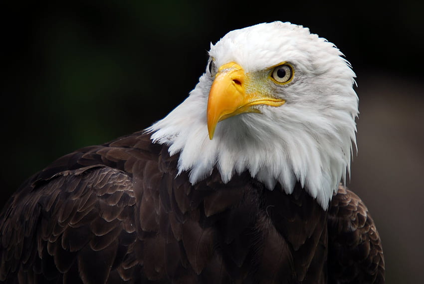 American Bald Eagle . Pie Bald Whitetail Deer , Bald Eagle Background Guns and Tiny Archibald, Native Eagle HD wallpaper