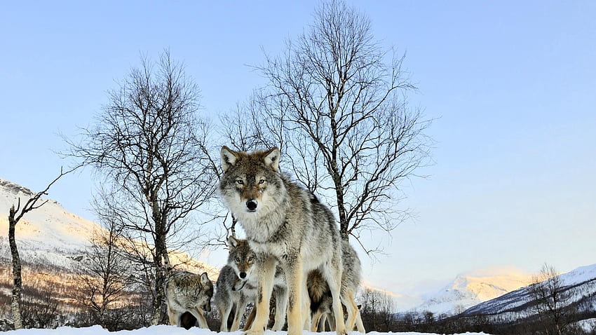 動物, オオカミ, オオカミの群れ, 冬の朝 高画質の壁紙