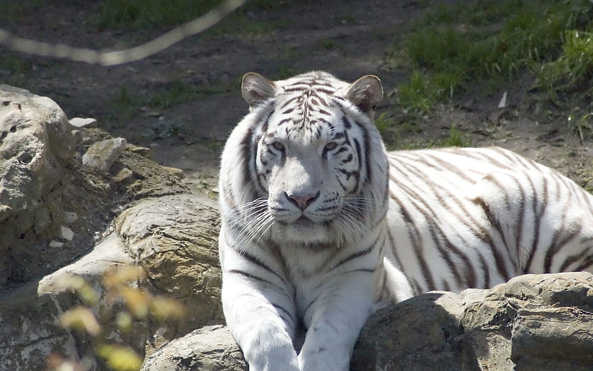 Tiere, hinlegen, liegen, Raubtier, Tiger, Albino HD-Hintergrundbild