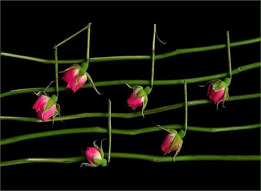 愛のバラの音楽、ノート、緑の葉、音楽、バラのつぼみ、黒の背景、赤 高画質の壁紙