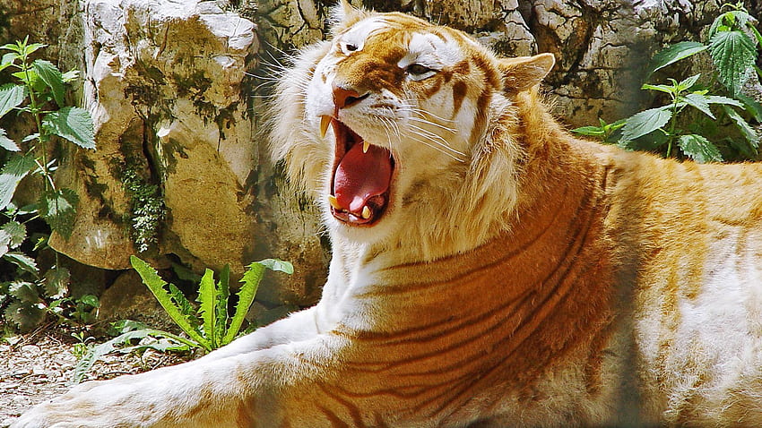 Tiere, Hintergrund, Tiger, Streifen, Schlieren, Zähne HD-Hintergrundbild