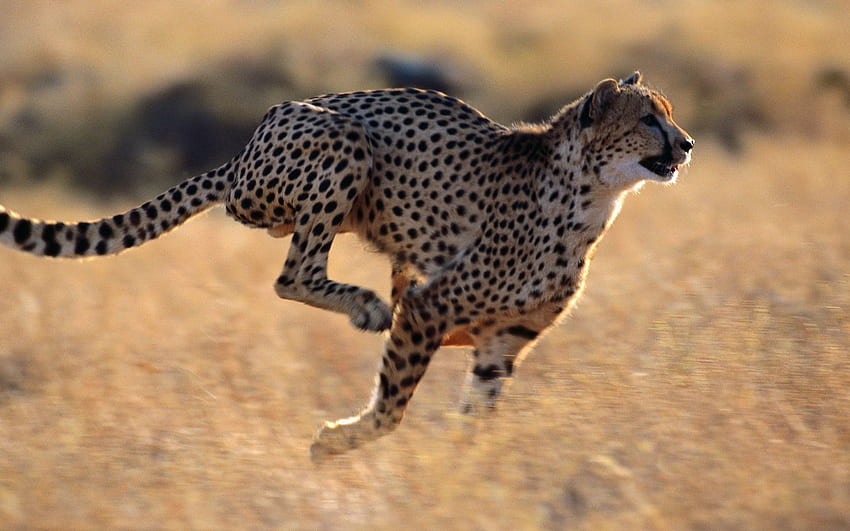 Animals, Cheetah, Speed, Run, Running HD wallpaper