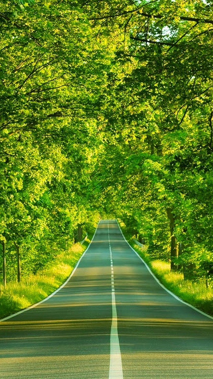 Green road HD wallpapers free download | Wallpaperbetter