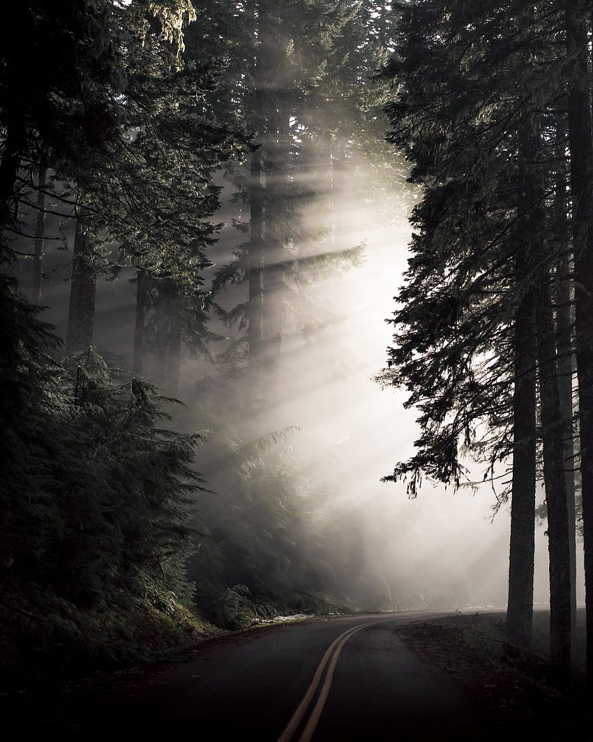 Nature, Trees, Dark, Road, Turn, Fog HD phone wallpaper