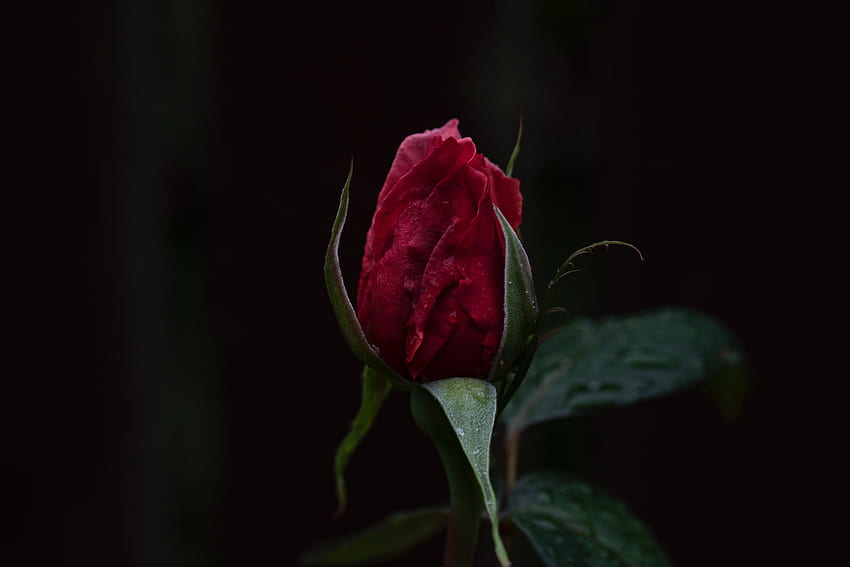 Blumen, Rosenblüte, Rose, Knospe, dunkler Hintergrund, Stiel, Stiel HD-Hintergrundbild