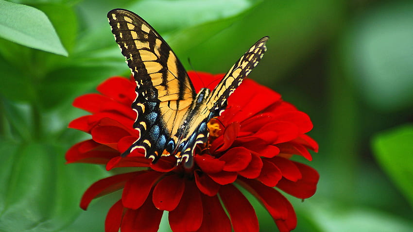 Пеперуда на ултра фон с червено цвете [] за вашия мобилен телефон и таблет. Изследвайте пеперудата. Пеперуда, пеперуда, пеперуден фон HD тапет