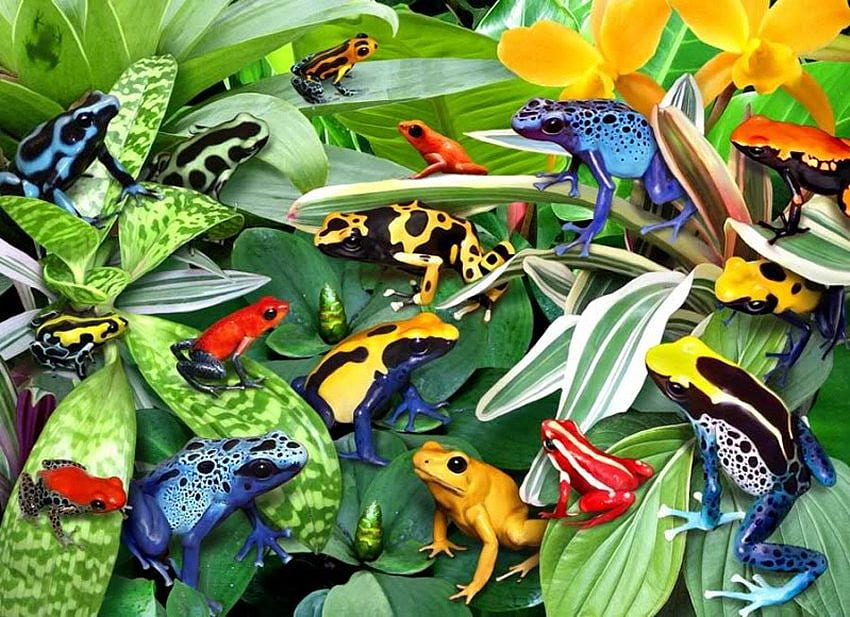 개구리, 동물, 독, 자연, 개구리 HD 월페이퍼
