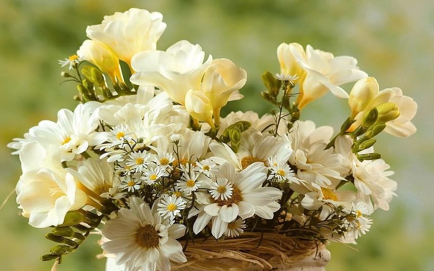 Flowers, Camomile, Bouquet, Small, Large, Big HD wallpaper
