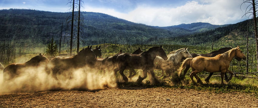 caballo, manada, corriendo, cielo, polvo, doble amplio, Horse Ranch fondo de pantalla