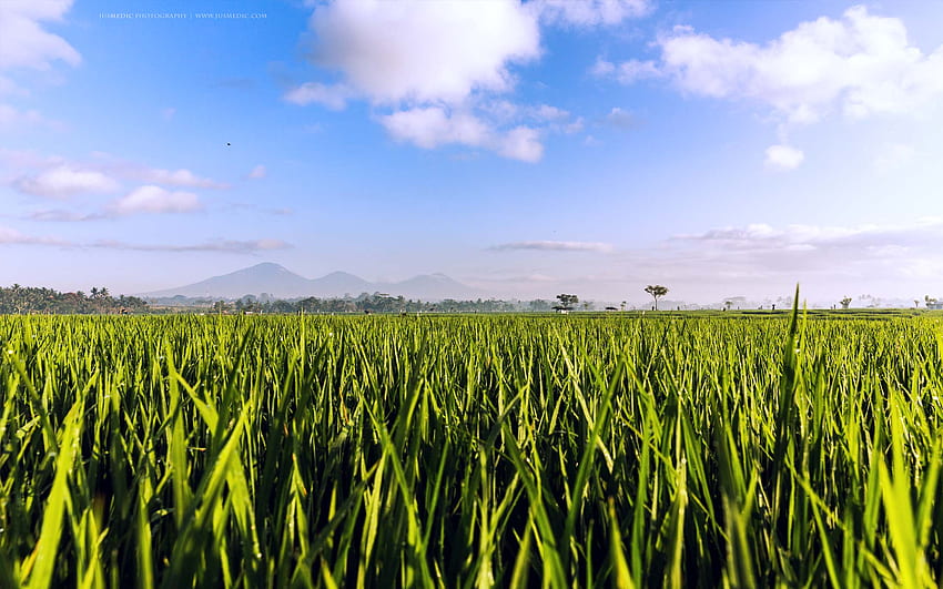: October 2015 • Jus Medic, Rice Fields Bali Indonesia HD wallpaper