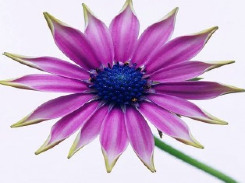 Kelopak cerah, ungu, merah muda, pusat biru, bunga Wallpaper HD