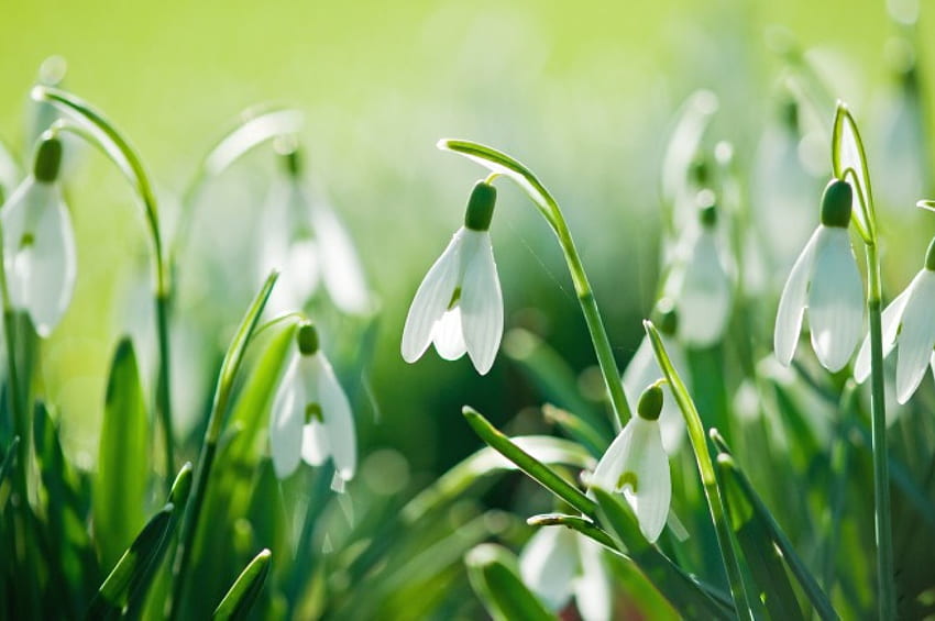 *** White snowdrops ***, white, flower, snow, drops, nature, flowers HD wallpaper