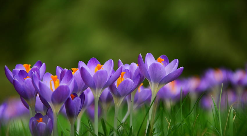 Krokusse, Lila, Rosa, Krokus, Blume, Grün, Frühling, Orange HD-Hintergrundbild