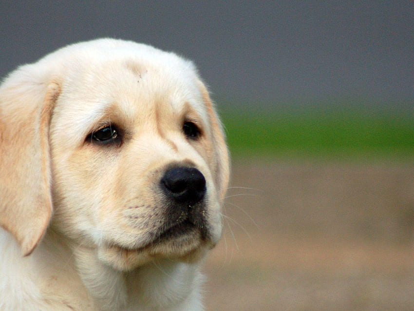 Intelligent Cute labrador dog. Generate Ai 32697314 Stock Photo at Vecteezy