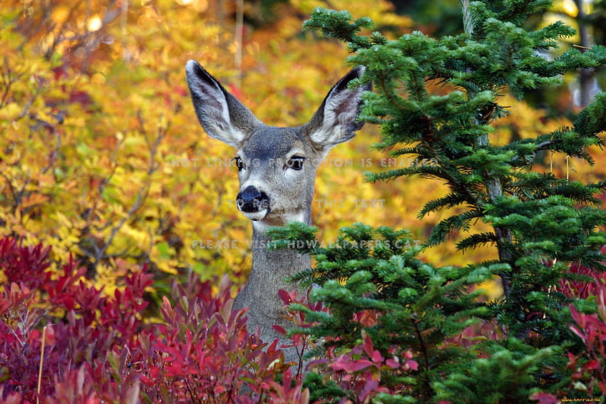 autumn deer red trees yellow fall doe green HD wallpaper