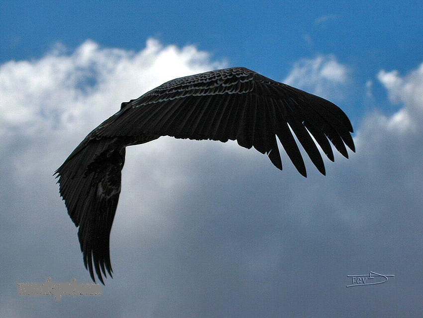 hawk flying, birds, hawk, eagle, animals, sky, flying, cloud HD wallpaper