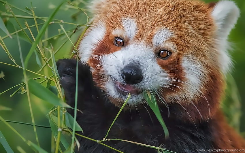 Red Panda Bamboo Eating Background HD wallpaper
