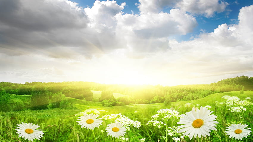 Morgengänseblümchen, Sonnenschein, Gras, Frühling, Sonnenaufgang, Gänseblümchen, Licht, Feld, Wolken, Blumen, Himmel HD-Hintergrundbild