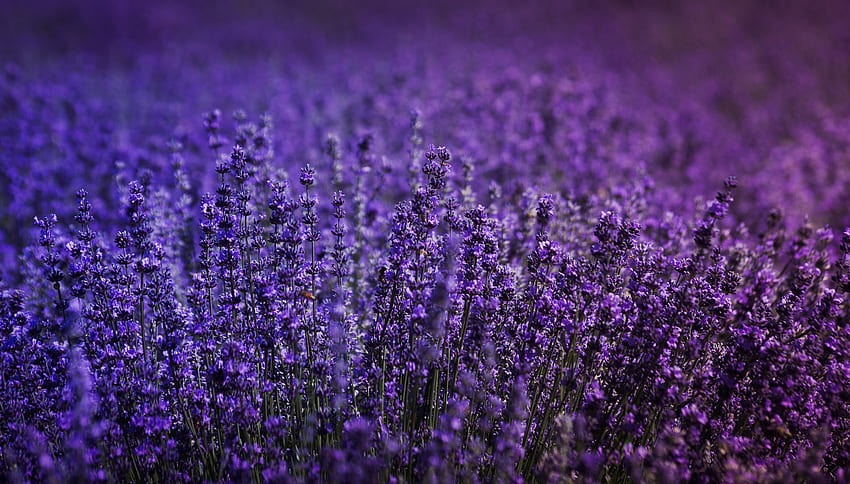 Blossom, lavender field, flowers HD wallpaper