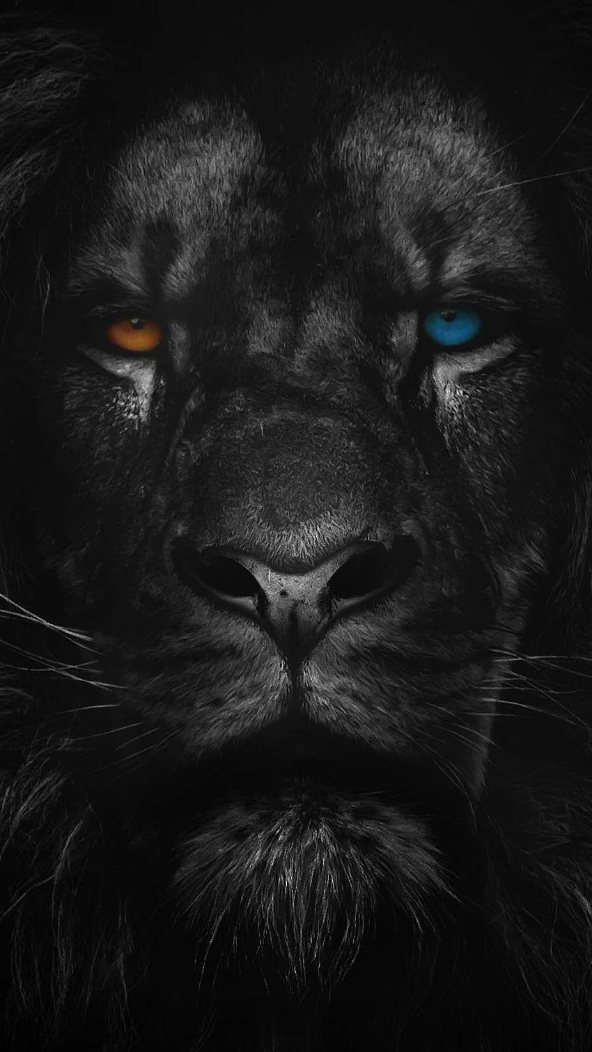 iPhone for iPhone 8, iPhone 8 Plus, iPhone 6s, iPhone 6s Plus, iPhone X and iPod Touch Hi. Lion live , Lion iphone, Animal , White Lion iPhone HD phone wallpaper