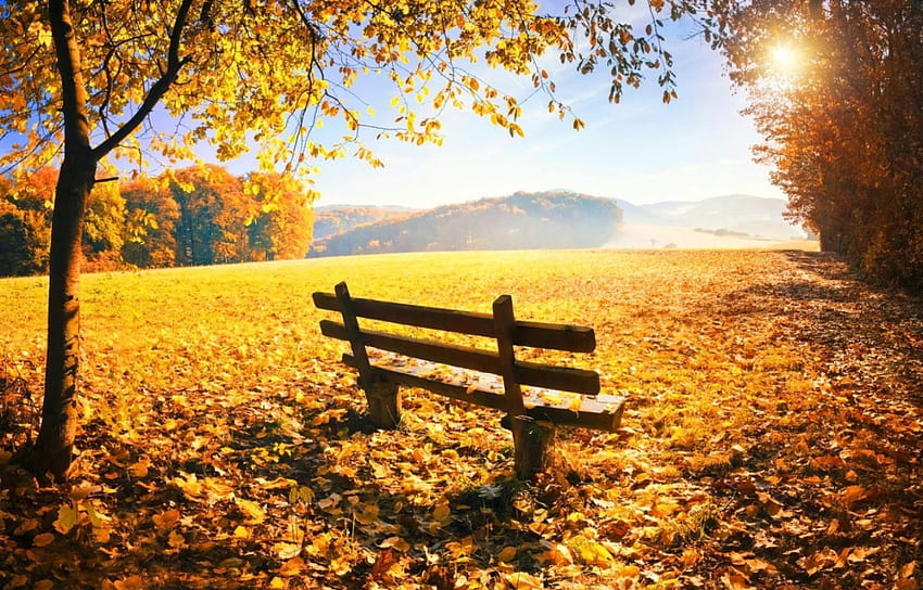 musim gugur, bangku, daun, alam Wallpaper HD