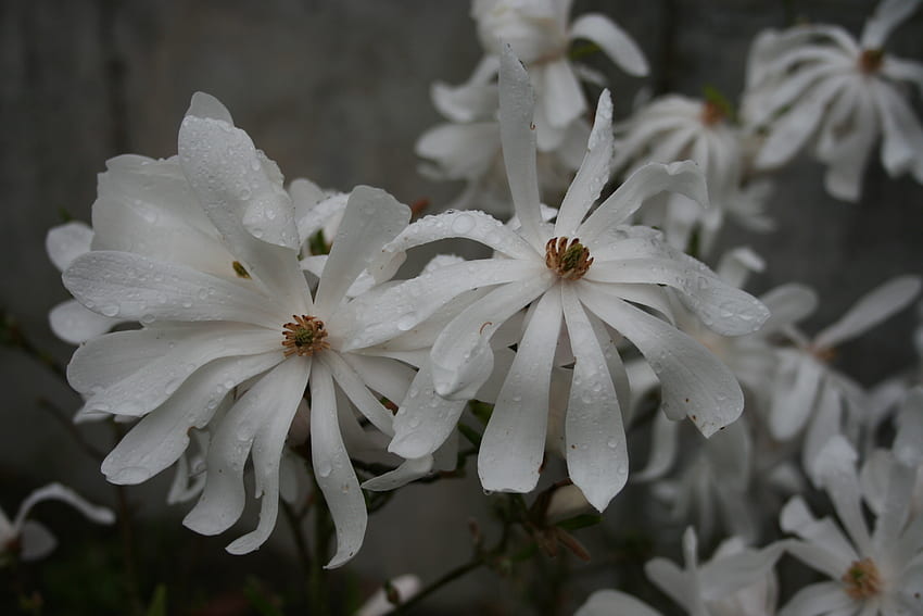 Star Magnolia, star, stellata, flowers, shrub, magnolia HD wallpaper