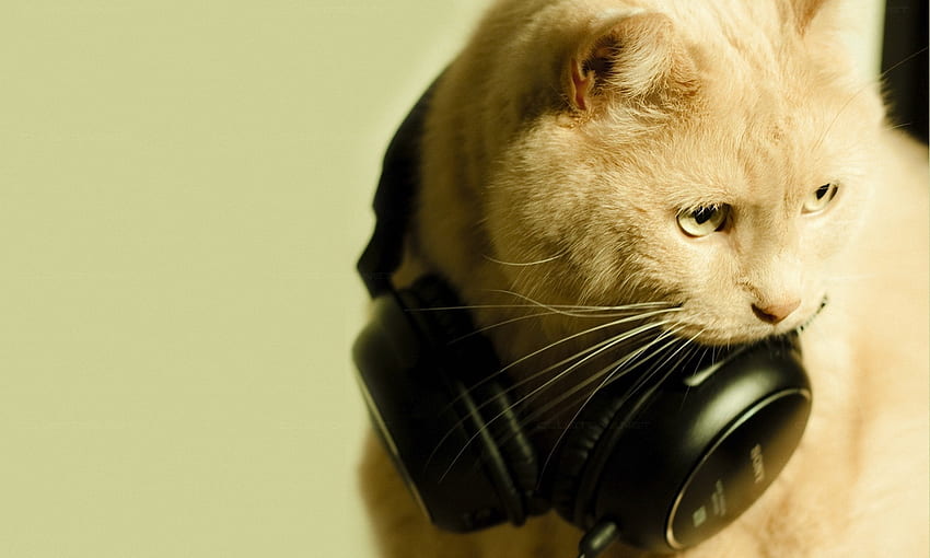 Animals, Headphones, Cat, Muzzle, Funky, Frightened HD wallpaper