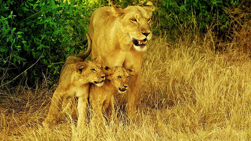Animali, erba, leoni, passeggiata, famiglia Sfondo HD