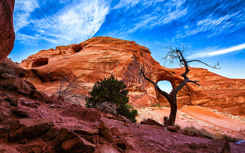 tree, Desert, Rock, Stone / and Mobile HD wallpaper