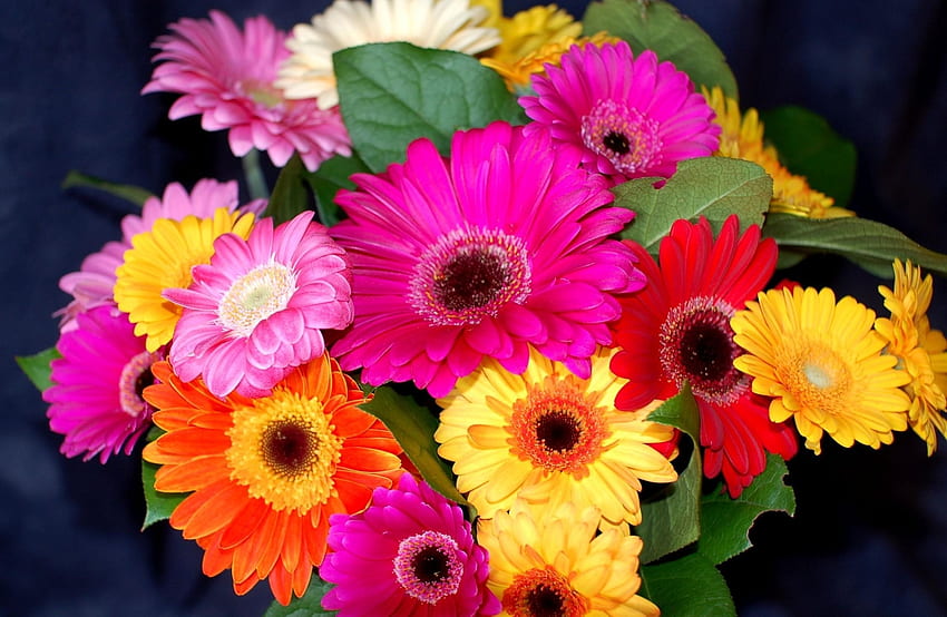 ดอกไม้, ดอกเยอบีร่า, สดใส, ช่อดอกไม้, สีสัน วอลล์เปเปอร์ HD