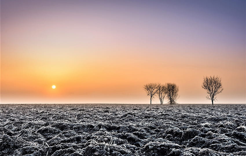 frozen ground, trees, winter, earth, sun HD wallpaper