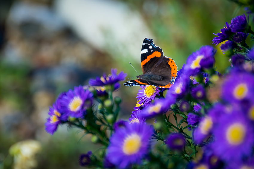 Blumen, Makro, Insekt, Schmetterling, Flügel HD-Hintergrundbild