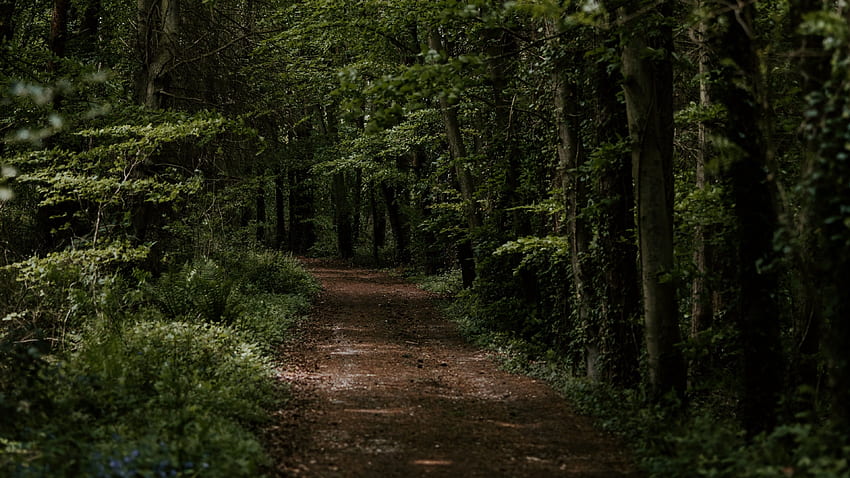 เส้นทางลูกรังใน Dark Forest Ultra พื้นหลัง ถนนป่ามืด วอลล์เปเปอร์ HD