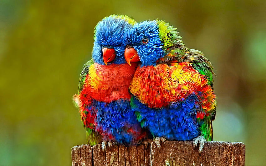 タイトル 愛の鳥 アニマル ゴシキセイガイインコ - カラフルな最も美しい鳥 - -、カラフルな動物 高画質の壁紙