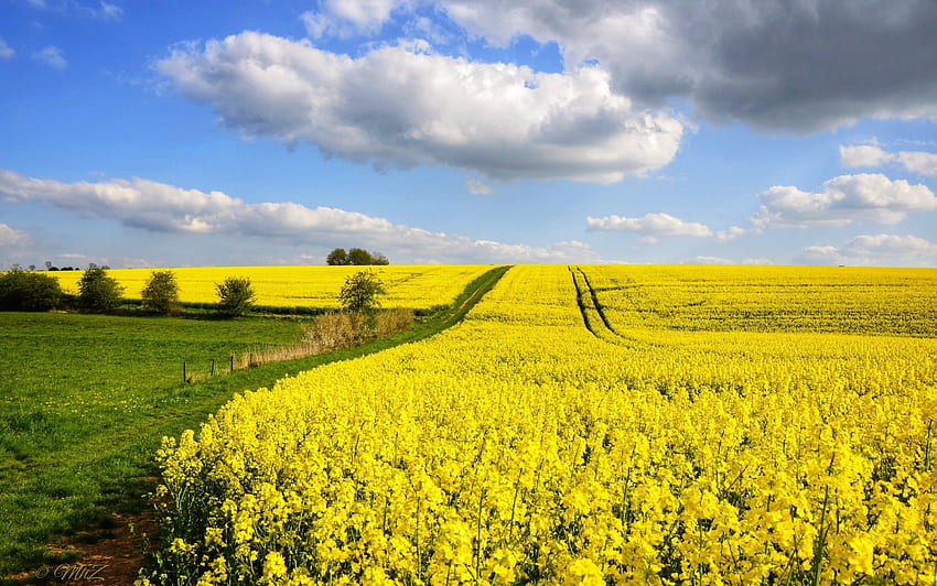 Fields in France, France, clouds, fields, rapeseeds HD wallpaper