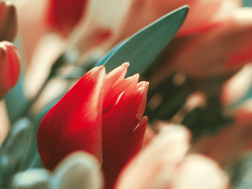 Flower, Macro, Bud, Tulip, Stem, Stalk HD wallpaper