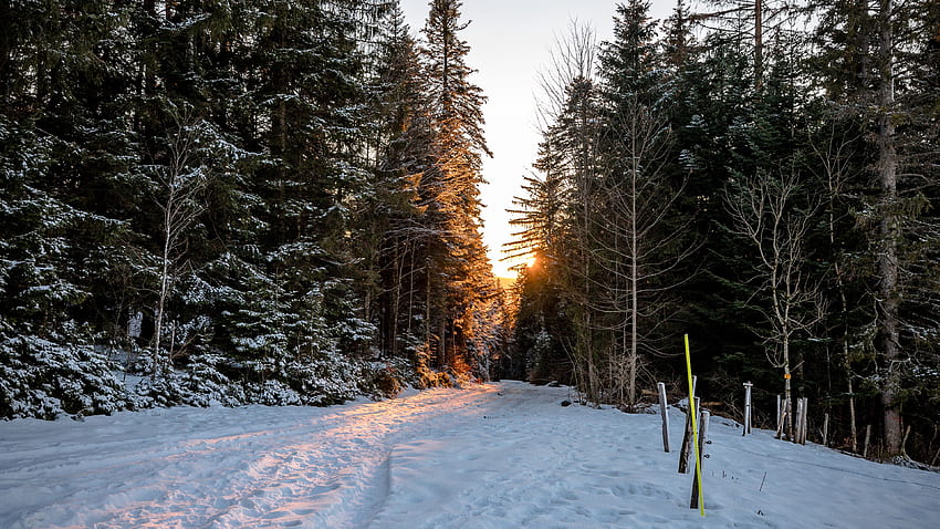 Güzel Frost Ladin Ağaçları Orman Kar Alan Güneş Işığı Gökyüzü Arka Plan Kış HD duvar kağıdı