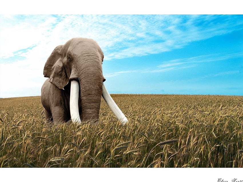 Great big elephant, wild life, field, elephant, tusks, zoo HD wallpaper